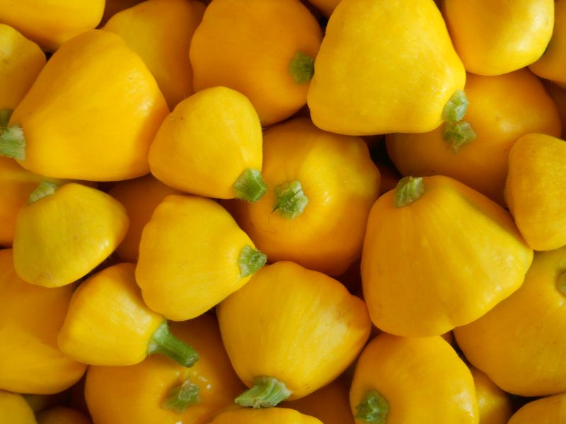 Summer Squash – Patty Pan