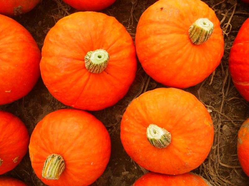 Sunshine Squash