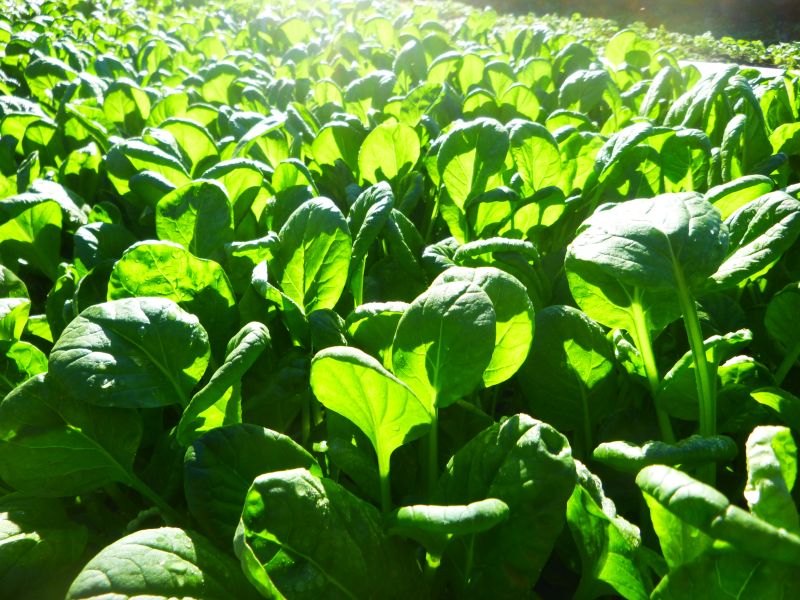 Tatsoi