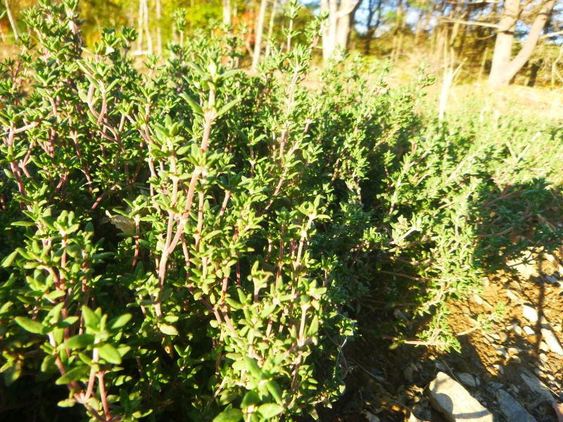Thyme