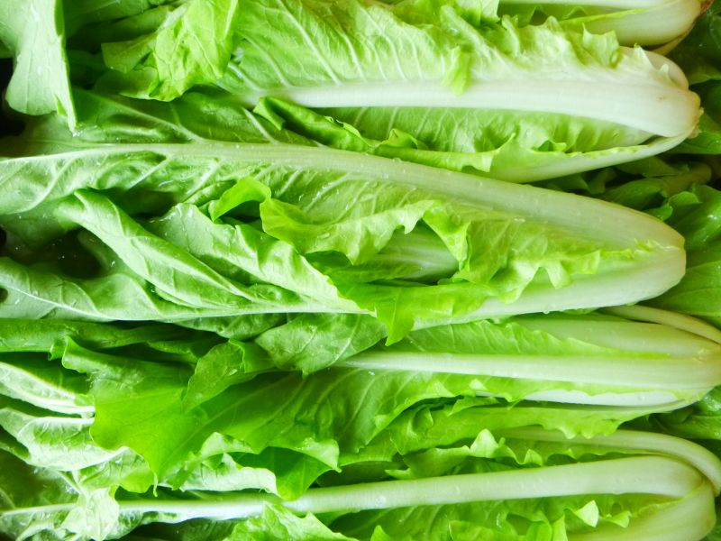 Chinese leaf cabbage