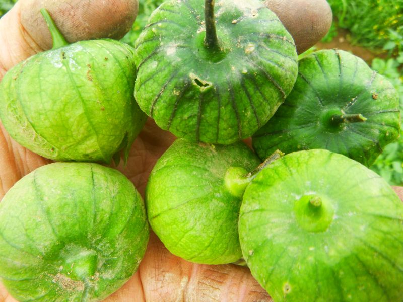 Tomatillos