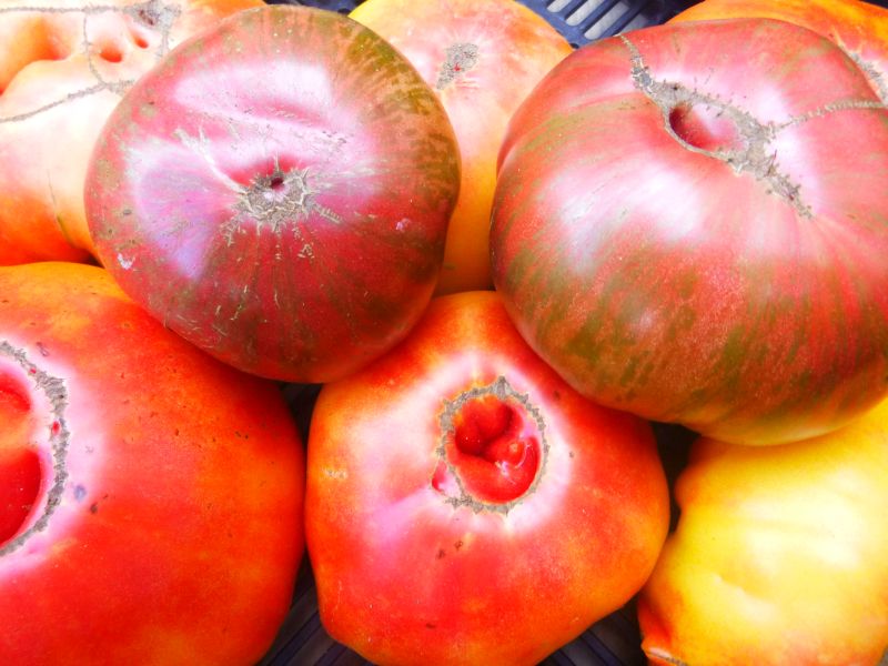 Tomatoes – heirloom ‘Mixed Sampler’