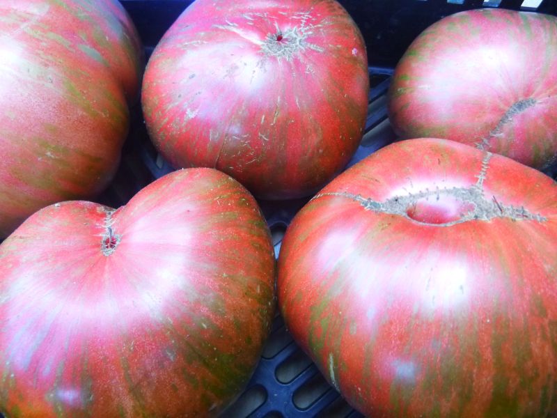 Tomatoes – heirloom ‘Pink Berkeley Tie Dye’