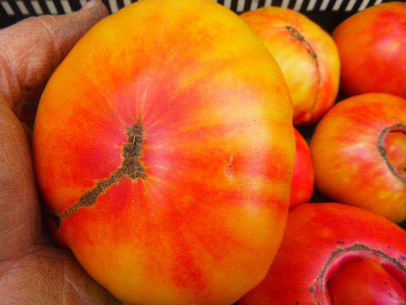 Tomatoes – heirloom ‘Striped German’