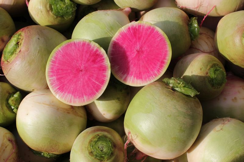 Radish Watermelon