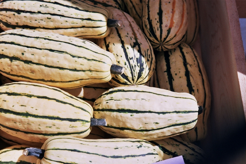 Delicata Squash