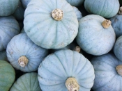 Winter Sweet Squash