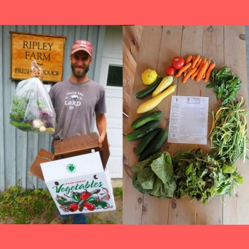 7 Steps to Making the Most Out of Your CSA Box