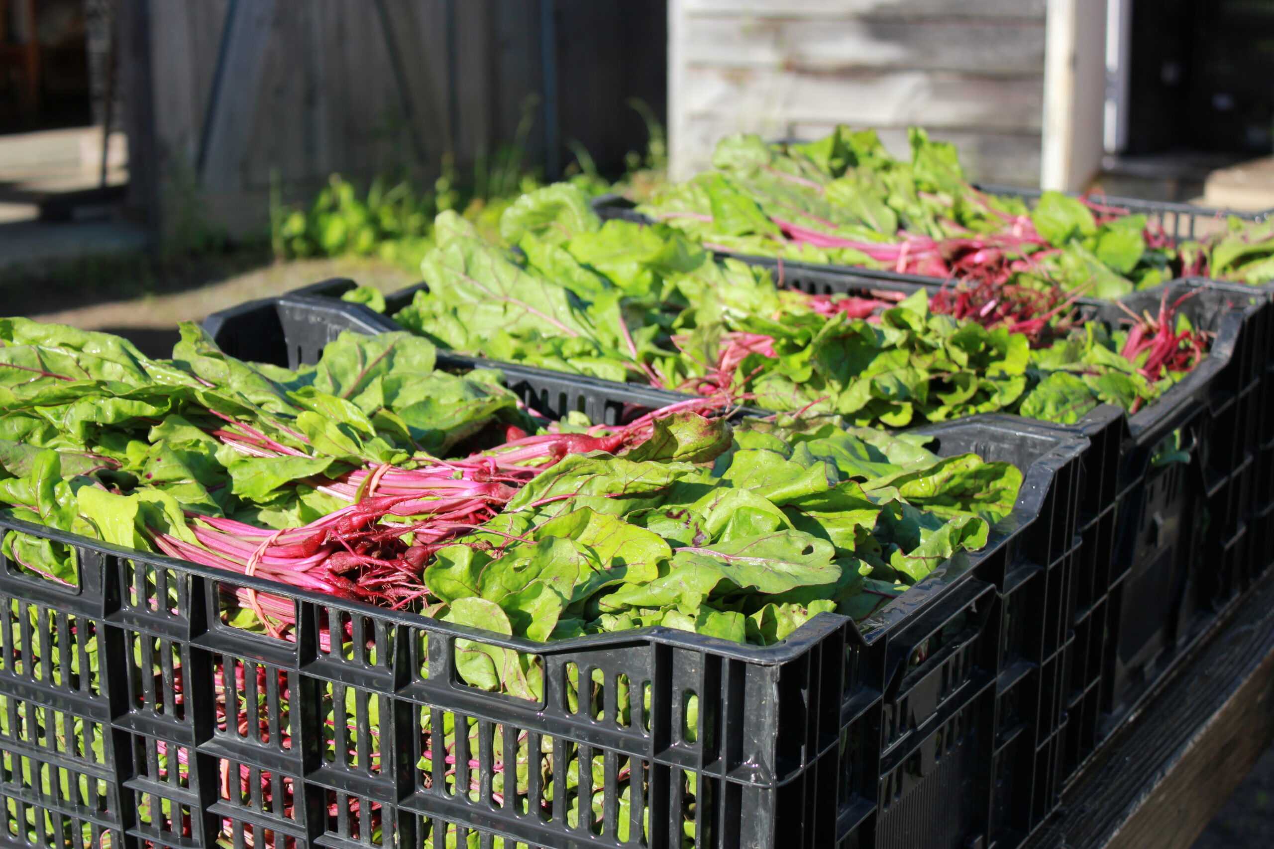 Up Close and Beautiful: Our first harvest of 2017 in pictures