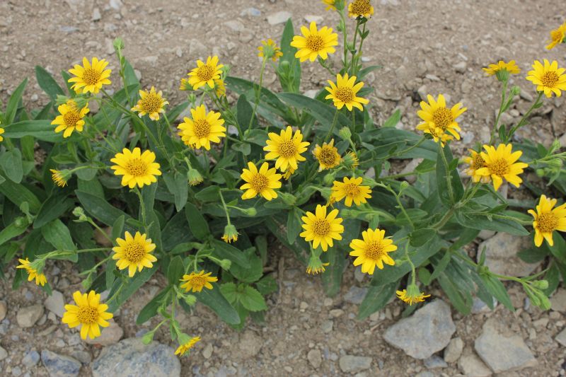 All About Arnica: Why We Love It And How To Grow It