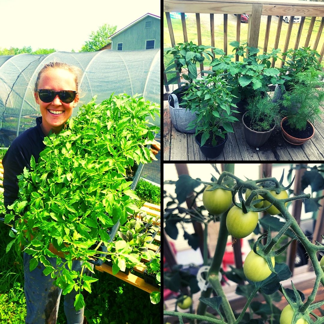 How To Grow Fresh Veggies And Flowers Without Garden Space