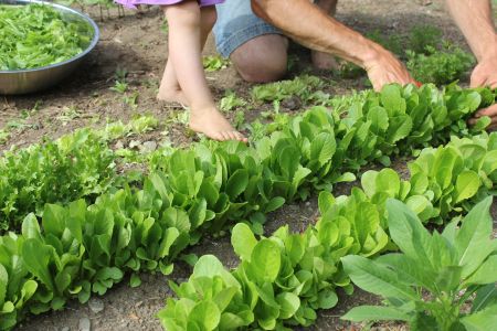 How To Eat The Most Veggies: Grow A Garden AND Do CSA!