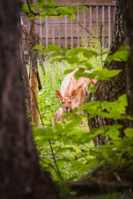 Deer Trouble? How To Get More Garden Goodness For You And Less For Them