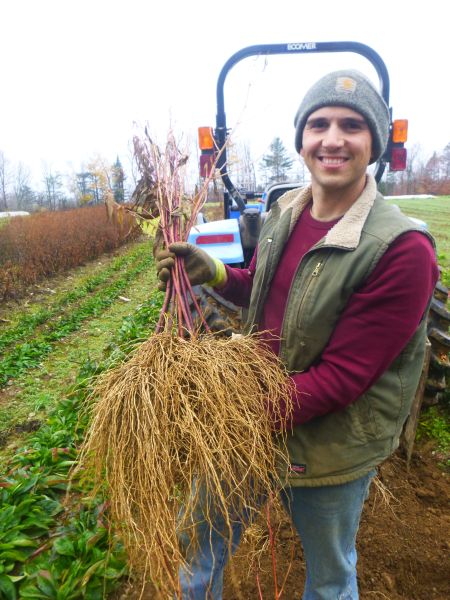 Top Reasons Why Planting Perennial Plants In Fall Is Better Than Spring