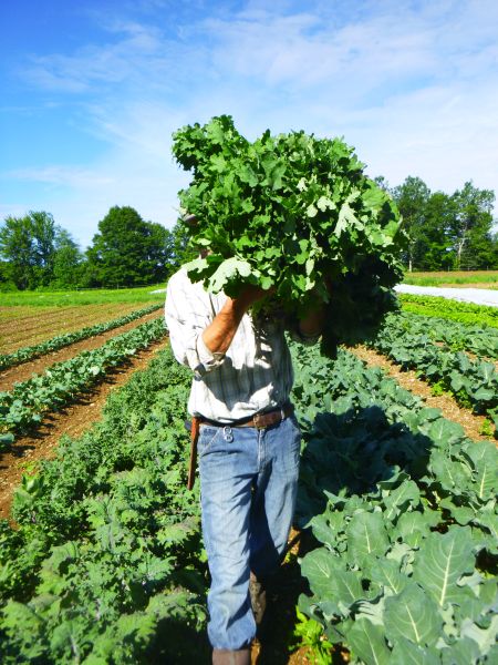 How To Freeze Greens To Save for Later Use