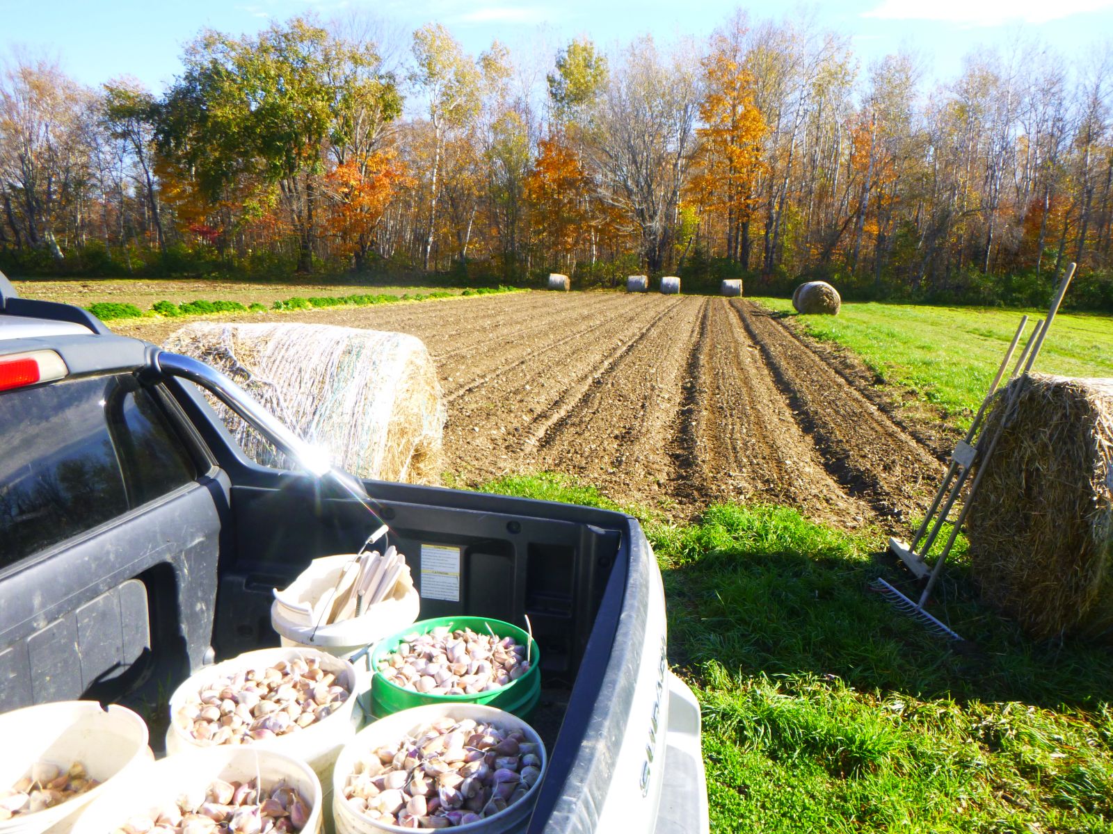 Yes, You Can Still Plant Garlic and Here’s Where To Get Seed