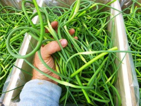 What In The World Is A Garlic Scape And How Do I Use It?