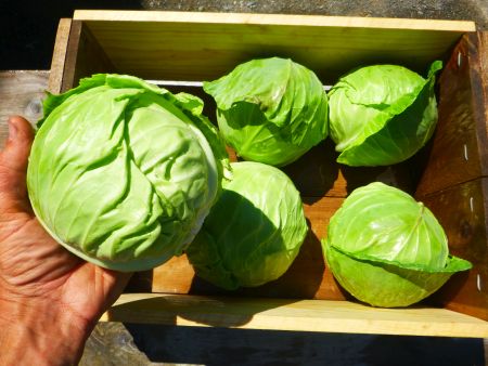 5 Popular Cabbage Recipes That Make You Come Back For More
