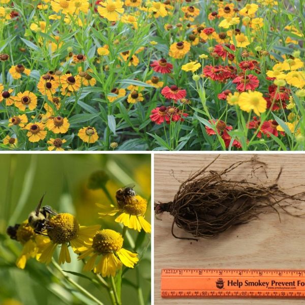 Why Fall Flowering Native Perennial Plants Are Important Habitat