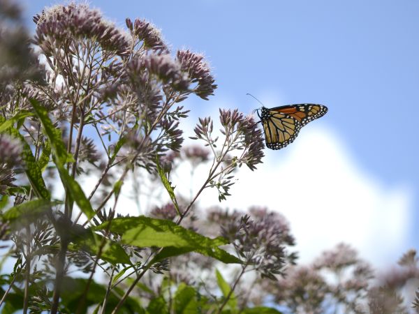 How To Make A Garden With Bare Root Perennials