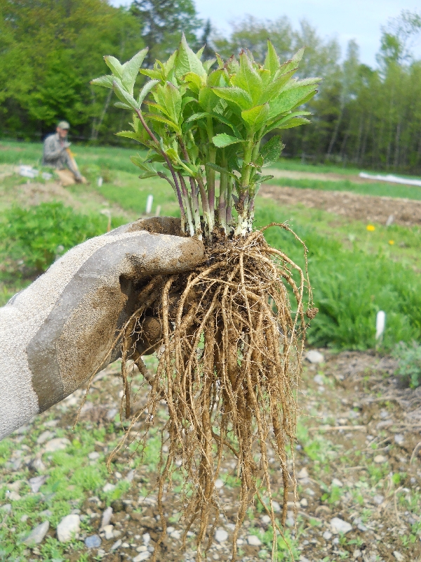 Perennials add color to CSA cut flower selection