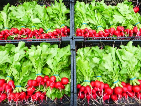 How to Take the Bite Out of Radishes and Love Them
