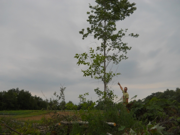 Done!  Reclaiming Ripley Farm in 24 photos
