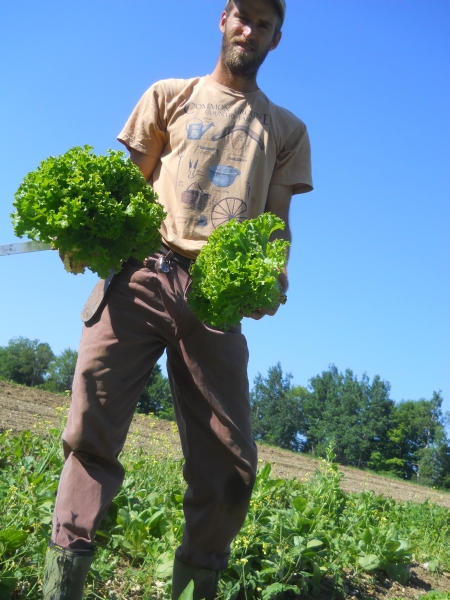 From Seed to Salad: one weekly lettuce planting’s growth, regeneration, and beauty
