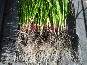 From Deep Snow to Deep Roots in 45 Days
