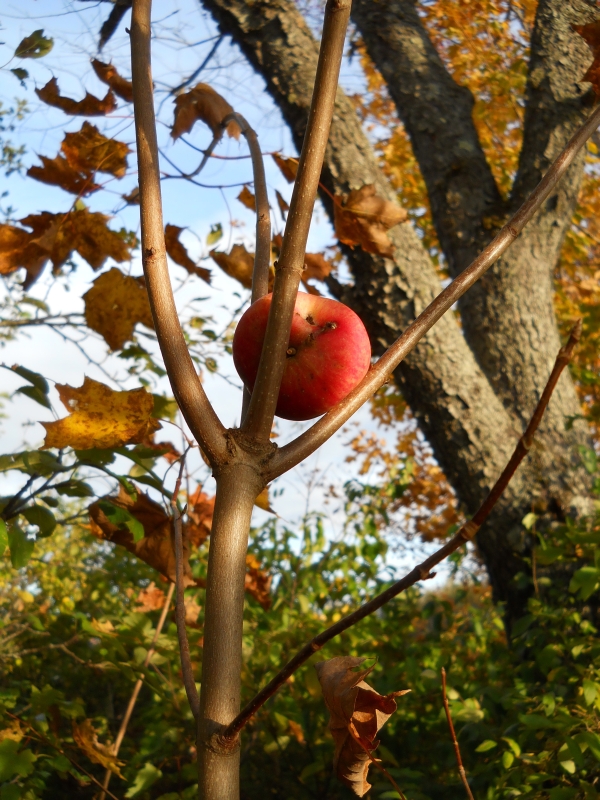 Calling all squirrels: Order your fall veggies from Ripley Farm!