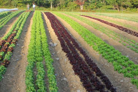How To Plan Your Garden For Producing The Most