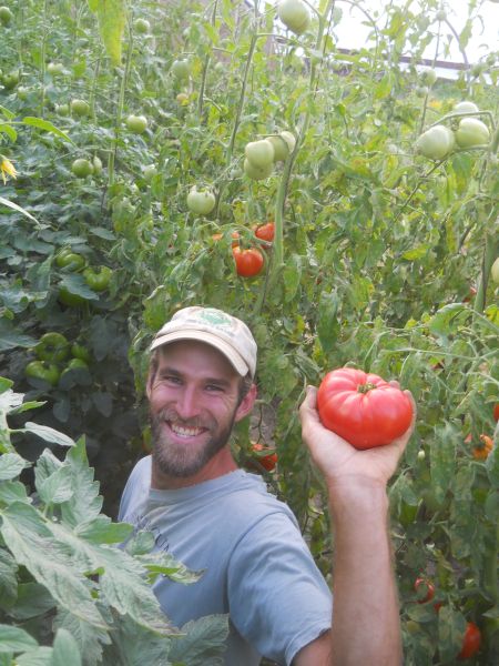 How To Keep Your Tomato Plants Healthy And Long Producing