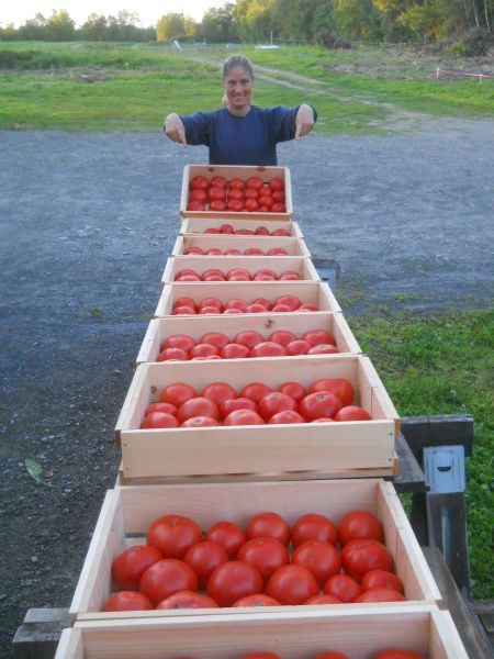 What To Do With All These Tomatoes?!