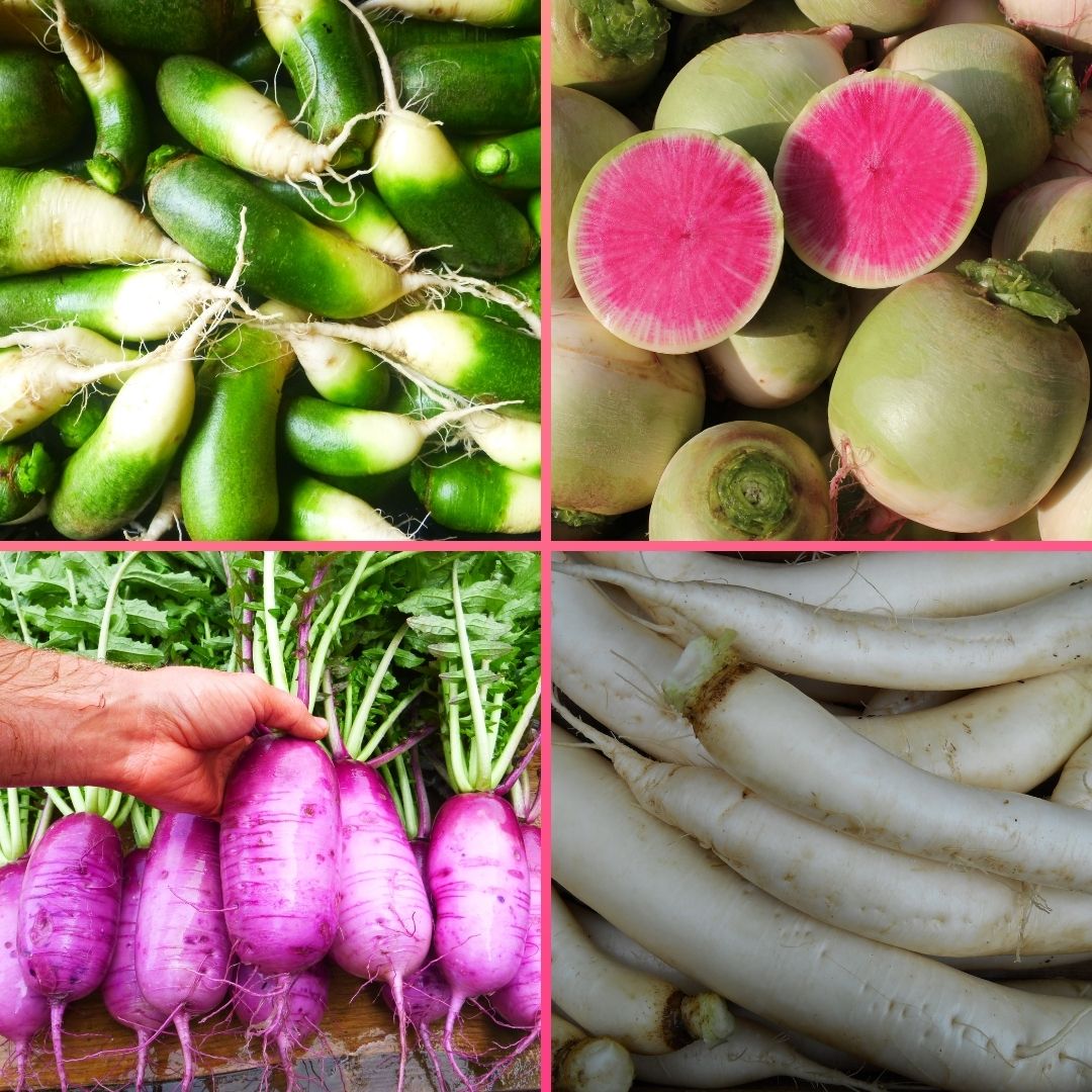 All About Winter Radishes and Why You Should Absolutely Try Them