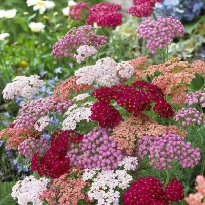 Achillea millefolium