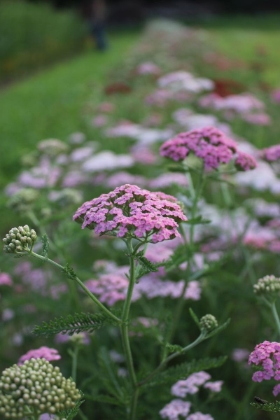 Achillea millefolium