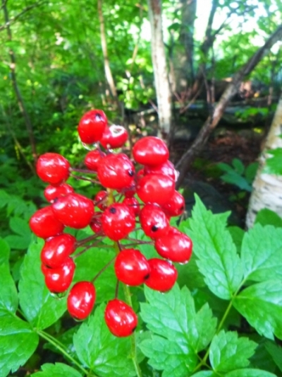 Actea rubra