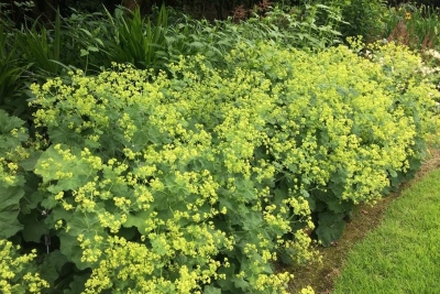 Alchemilla mollis