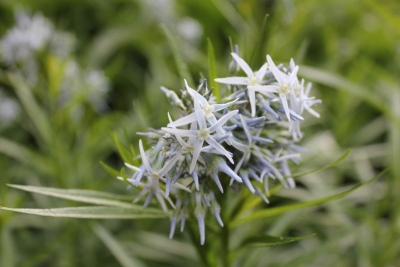 Amsonia tabernaemontana