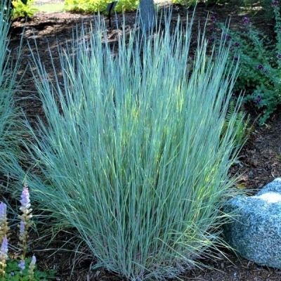 Andropogon scoparium