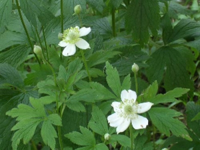 Anemone virginiana