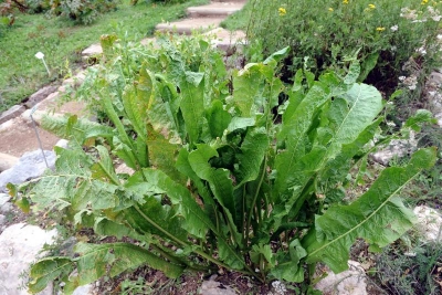 Armoracia rusticana