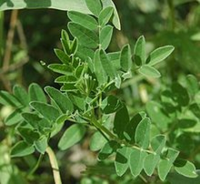 Astragalus membranaceous