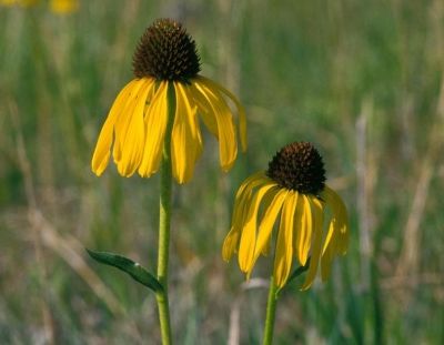 Echinacea paradoxa