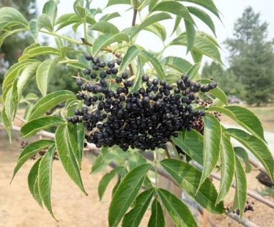 Sambucus canadensis