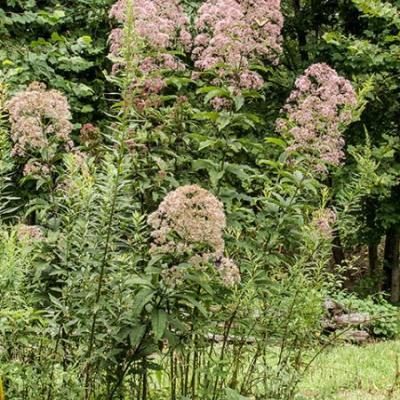 Eutrochium fistulosum