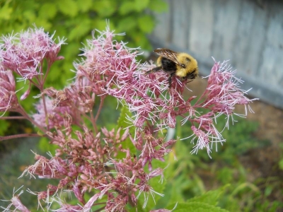 Eutrochium maculatum