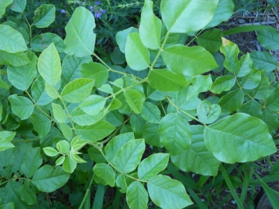 Glycyrrhiza glabra