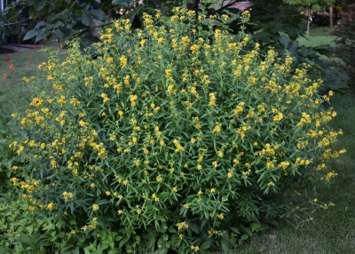 Hypericum prolificum